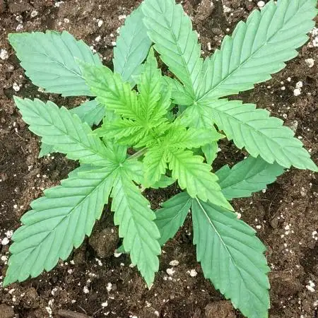 Auto Critical Orange Punch