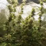 Auto Critical Orange Punch