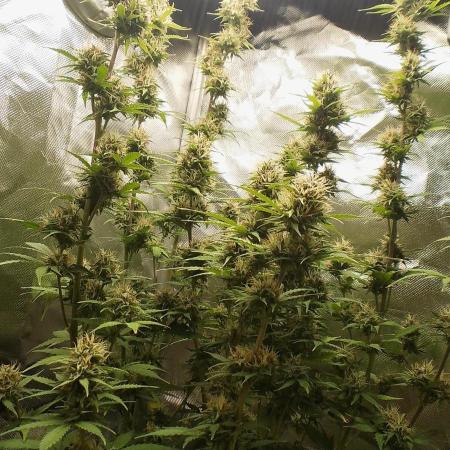Auto Critical Orange Punch