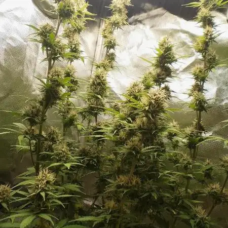 Auto Critical Orange Punch