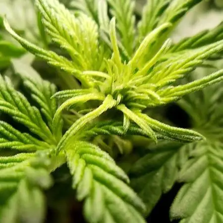 Auto Critical Orange Punch