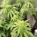 Purple Lemonade Auto