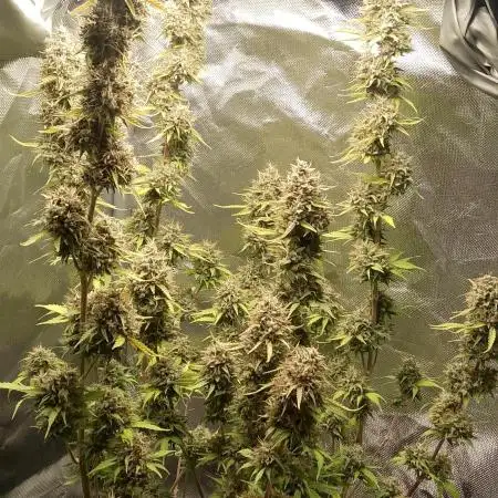 Auto Critical Orange Punch
