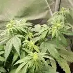 Purple Lemonade Auto