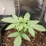 Purple Lemonade Auto