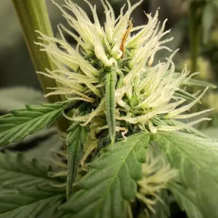 Auto Critical Orange Punch