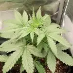 Purple Lemonade Auto