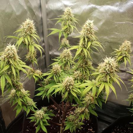 Purple Lemonade Auto