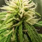 Purple Lemonade Auto