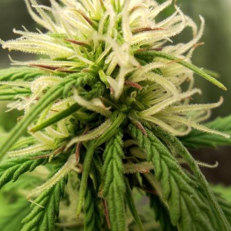 Purple Lemonade Auto