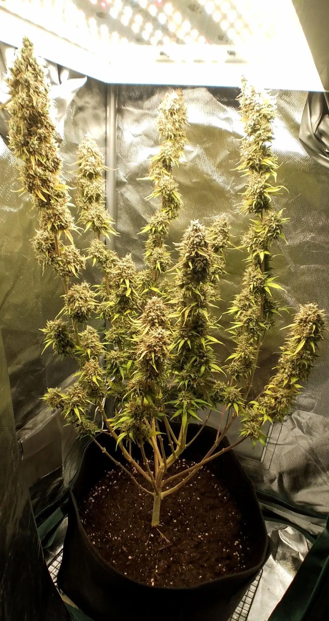 Auto Critical Orange Punch grow journal by Indiepolo - G