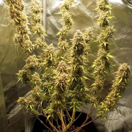 Auto Critical Orange Punch