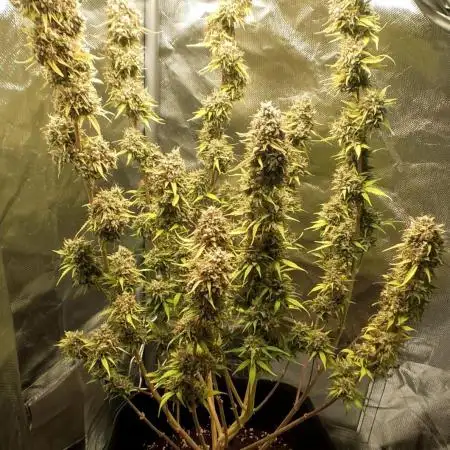 Auto Critical Orange Punch