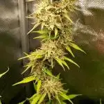 Auto Critical Orange Punch