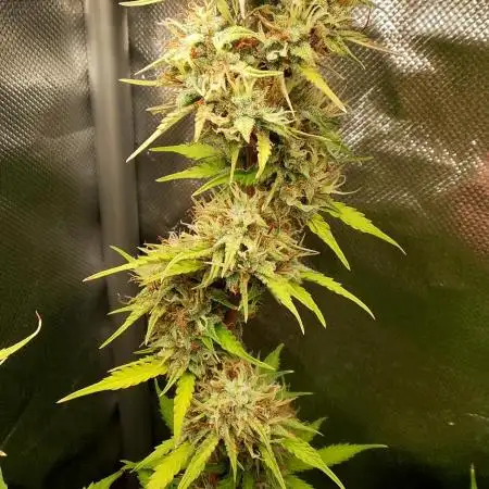 Auto Critical Orange Punch