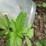Blue Mystic