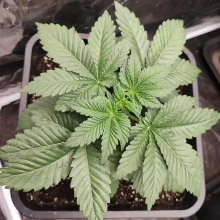 Gelato Dream Anesia Seeds