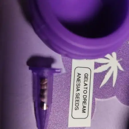 Gelato Dream Anesia Seeds