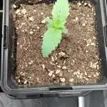 Gelato Dream Anesia Seeds
