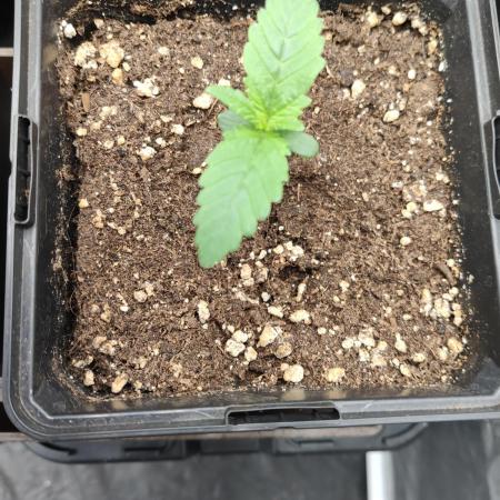 Gelato Dream Anesia Seeds