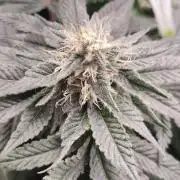 Honey Fried Bananas Anesia Seeds