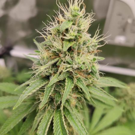 Slurricane