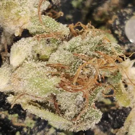Slurricane