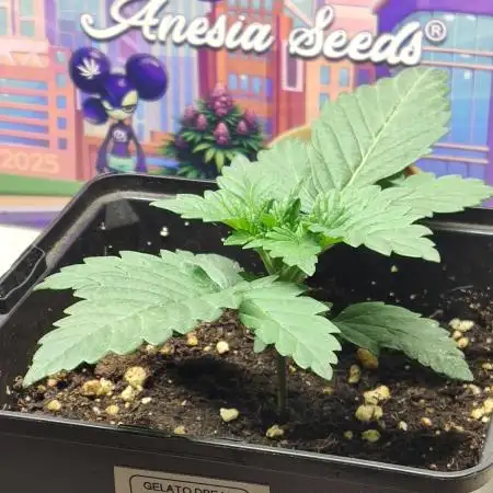 Gelato Dream Anesia Seeds