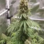 Slurricane
