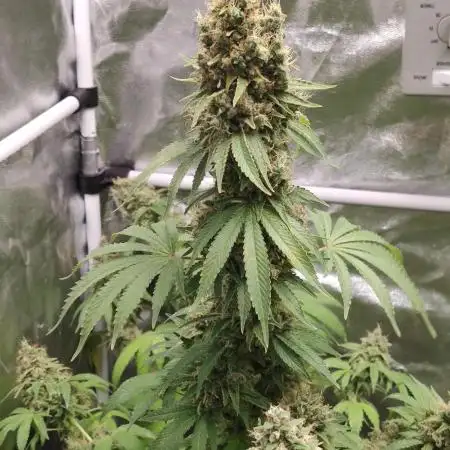 Slurricane