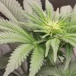 Gelato Dream Anesia Seeds