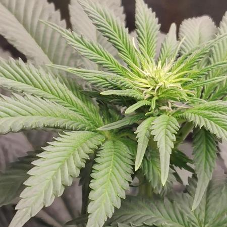 Gelato Dream Anesia Seeds