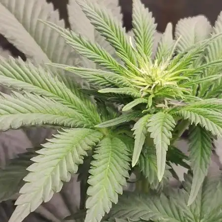 Gelato Dream Anesia Seeds