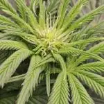 Honey Fried Bananas Anesia Seeds