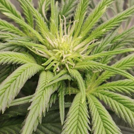 Honey Fried Bananas Anesia Seeds