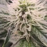 Malasaña Cookies Exotic Seed