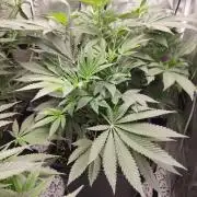 Malasaña Cookies Exotic Seed