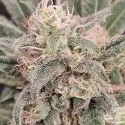 Privileged Baddie Anesia Seeds