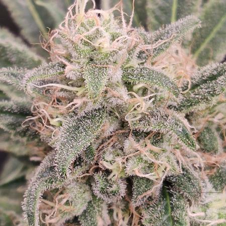 Privileged Baddie Anesia Seeds