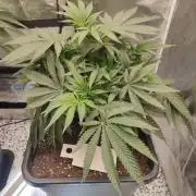 Malasaña Cookies Exotic Seed