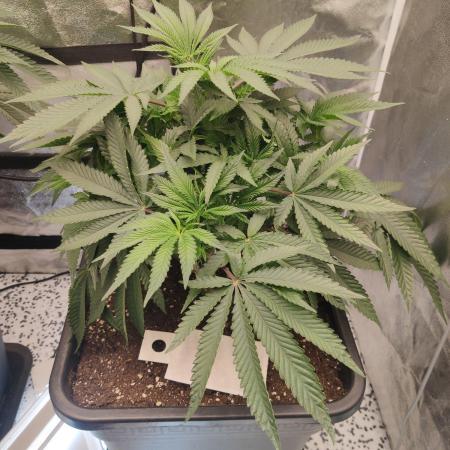 Malasaña Cookies Exotic Seed
