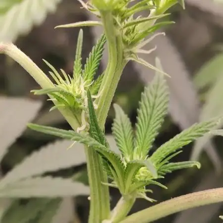 Malasaña Cookies Exotic Seed