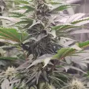 Gelato Dream Anesia Seeds