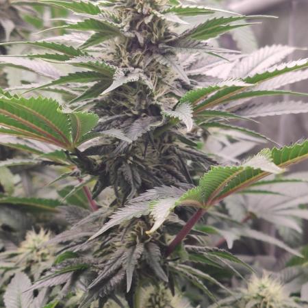 Gelato Dream Anesia Seeds