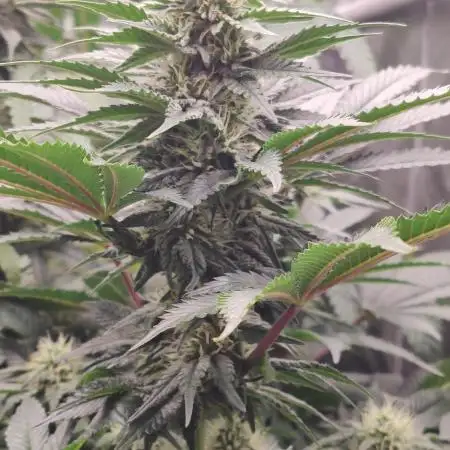 Gelato Dream Anesia Seeds