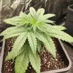 Privileged Baddie Anesia Seeds