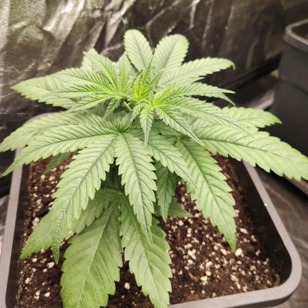 Privileged Baddie Anesia Seeds