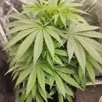 Privileged Baddie Anesia Seeds