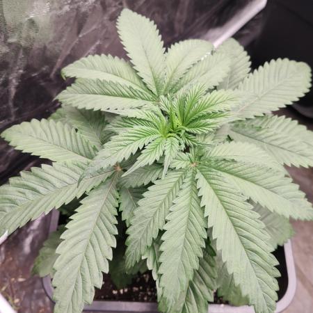 Honey Fried Bananas Anesia Seeds