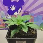 Privileged Baddie Anesia Seeds